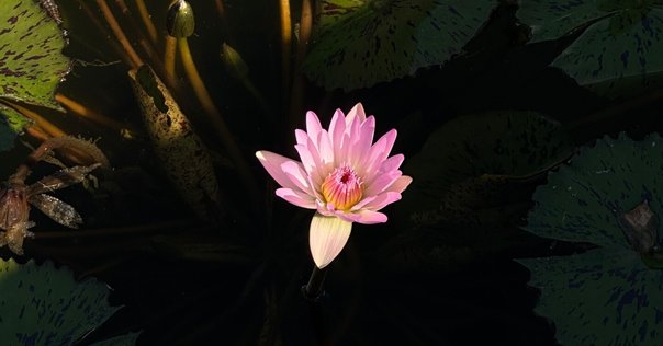 いきなり今井アレクサンドル展》 2025年10月23日(木) ～10月26日