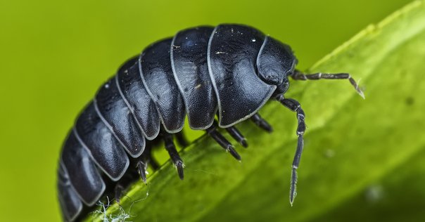 スペングラーヤマガメの屋外飼育方法｜うさ@ikimonooki