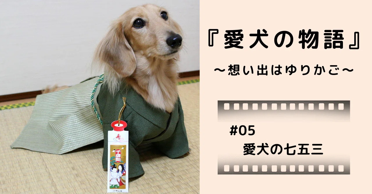 体験談】愛犬の七五三、どう祝う？準備からお参りまで、我が家の全記録