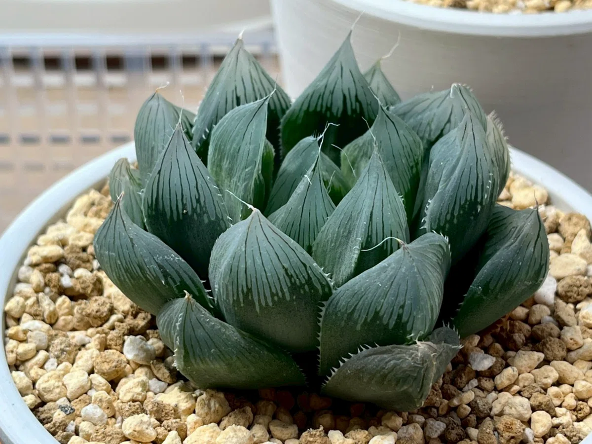 多肉植物 ハオルチア 氷鳳鸞 親株 9.5cm鉢 最高の氷凍透明感 多肉植物：ハオルチア 氷の世界*4.5cm 現品 一品限り : 遊恵盆栽