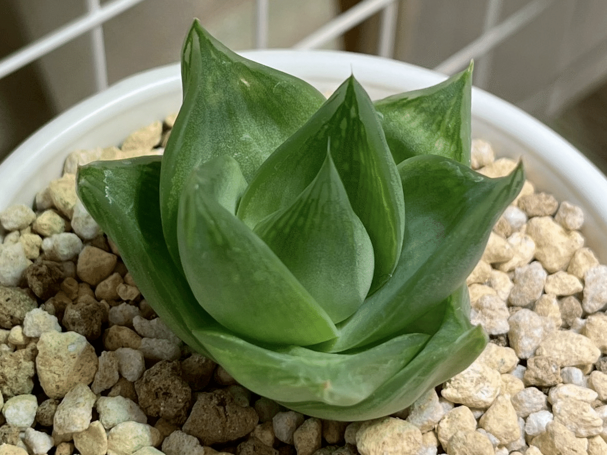 ハオルチアコレクション2021-2025｜ぬるぬるちゃんぬる