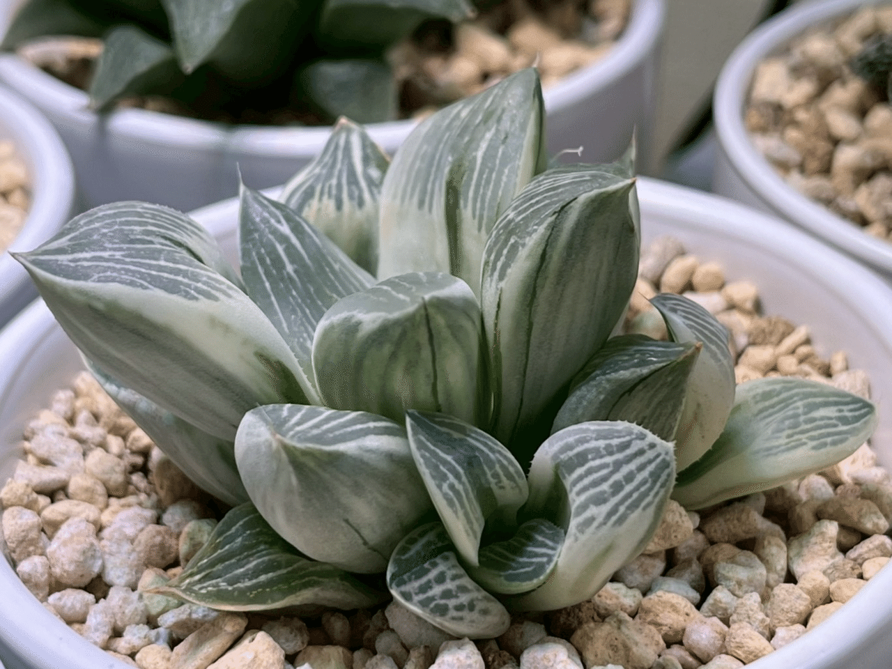 Yahoo!オークション -「ハオルチア ハオルシア 多肉 白銀窓 コレクタ