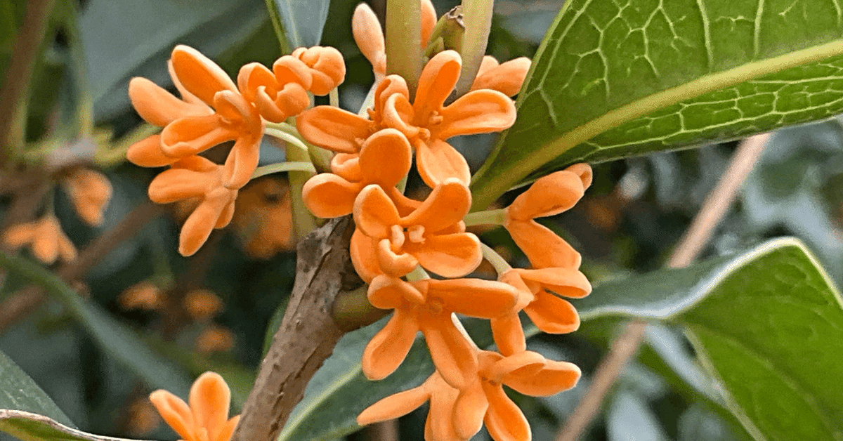 金木犀の花びら300g 金木犀の香り（京都府立植物園）：2025年10月13日（月）｜藤井秀昭