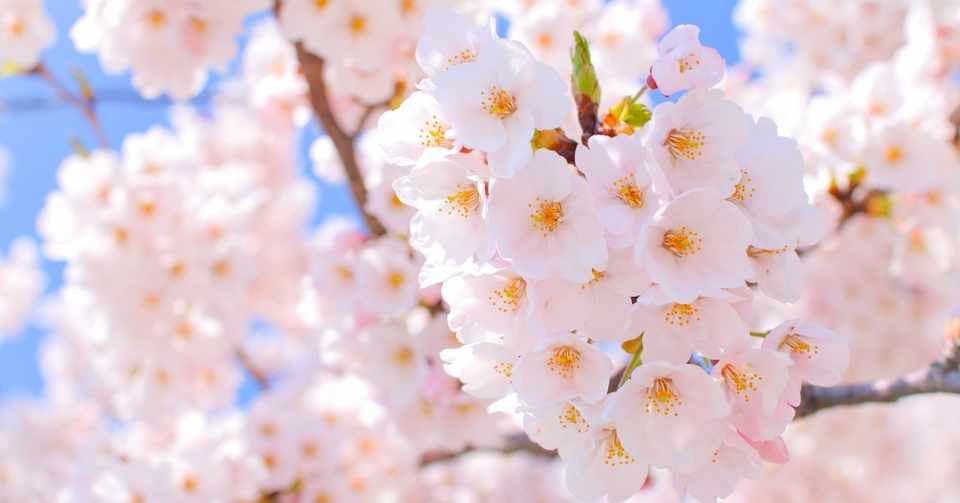 私的セレクト この歌詞がいいぞ ヒバナ Note