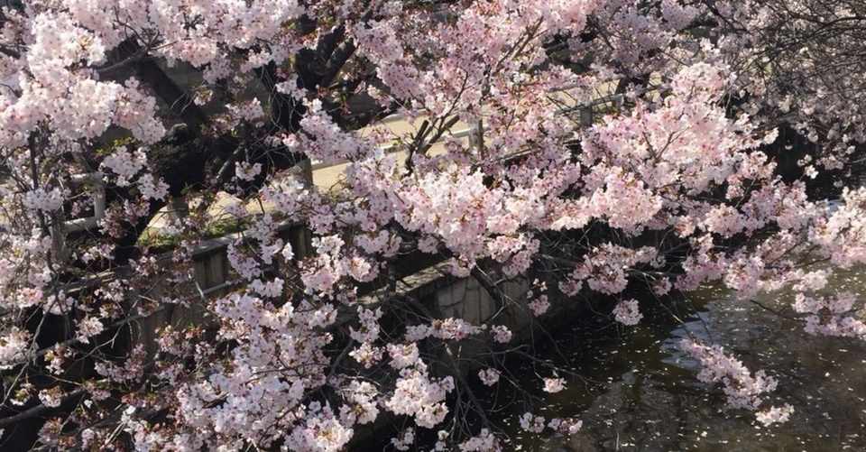 桜の花 咲く頃に ふわり ໒ ゚ Note