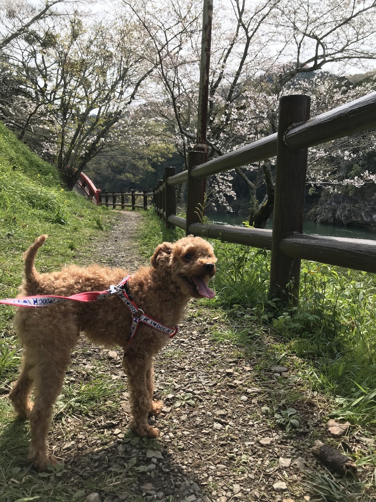 4月3日 新城 桜淵公園 Taro French Bulldog Note