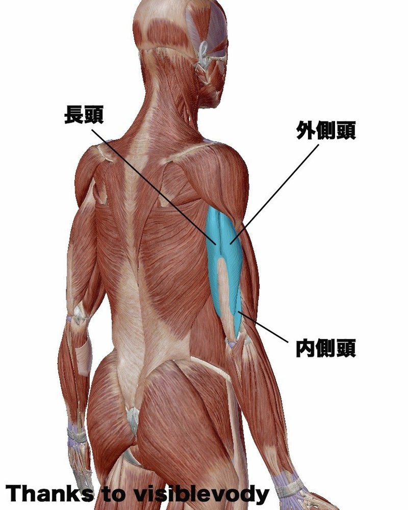 腕トレ 男らしいカッコいい腕の作り方 上腕三頭筋編 せいや アラサー筋トレチャンネル Note