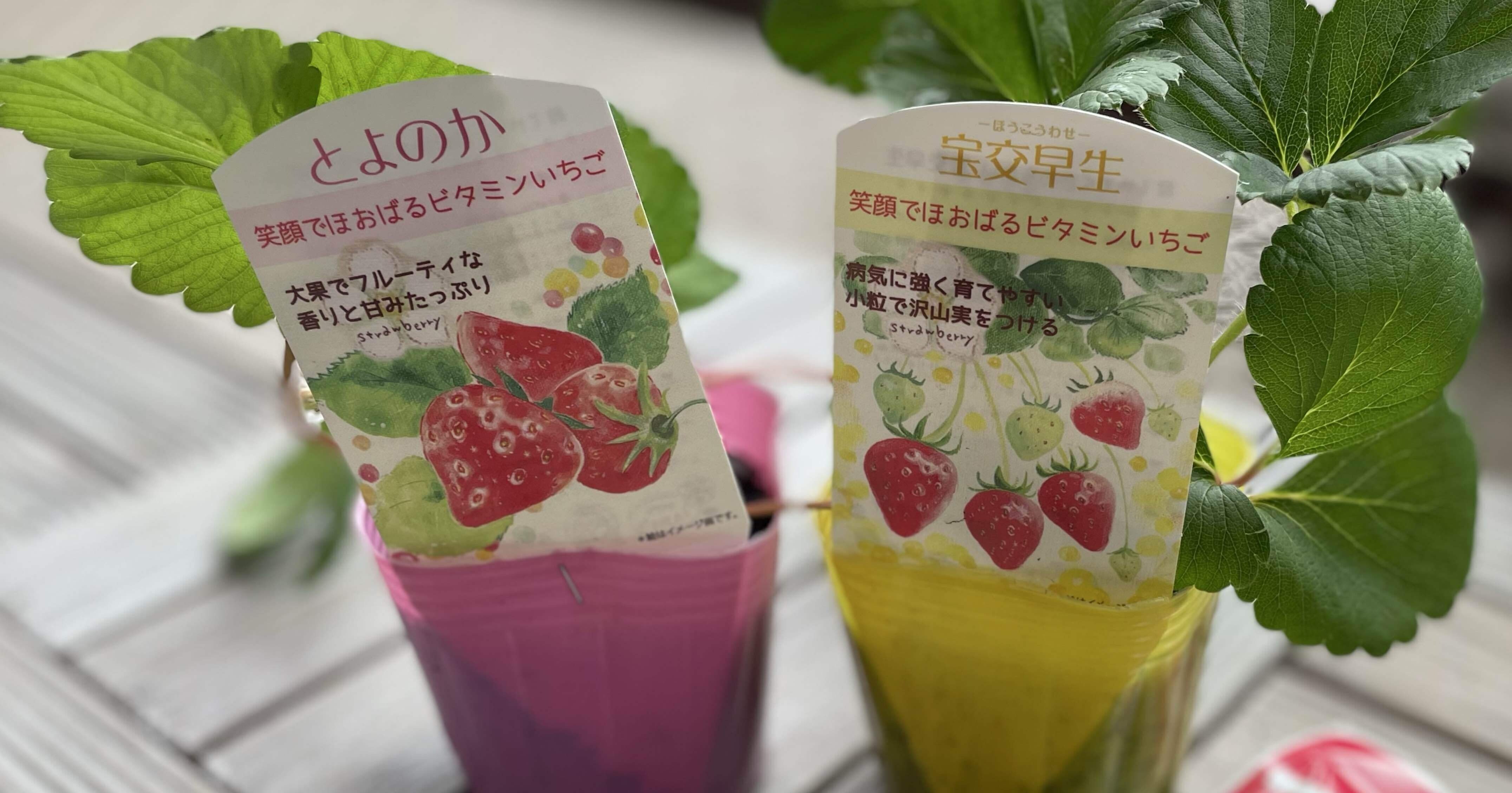 日報｜この秋からはソラ豆とイチゴに挑戦するよ｜ホリカワ ダット