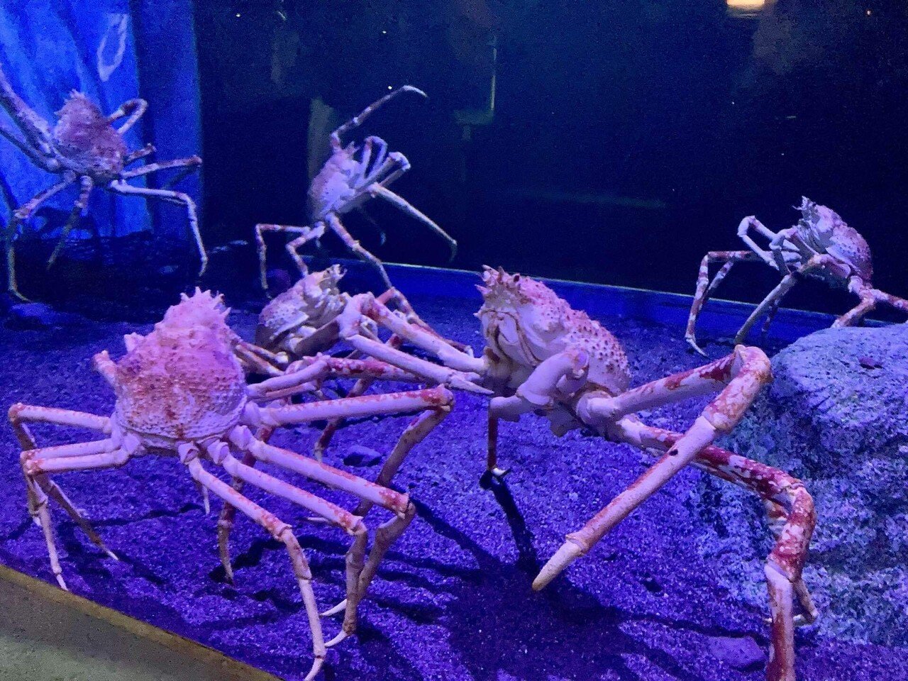 行ってよかった」雨の八景島シーパラ体験記｜おっくん