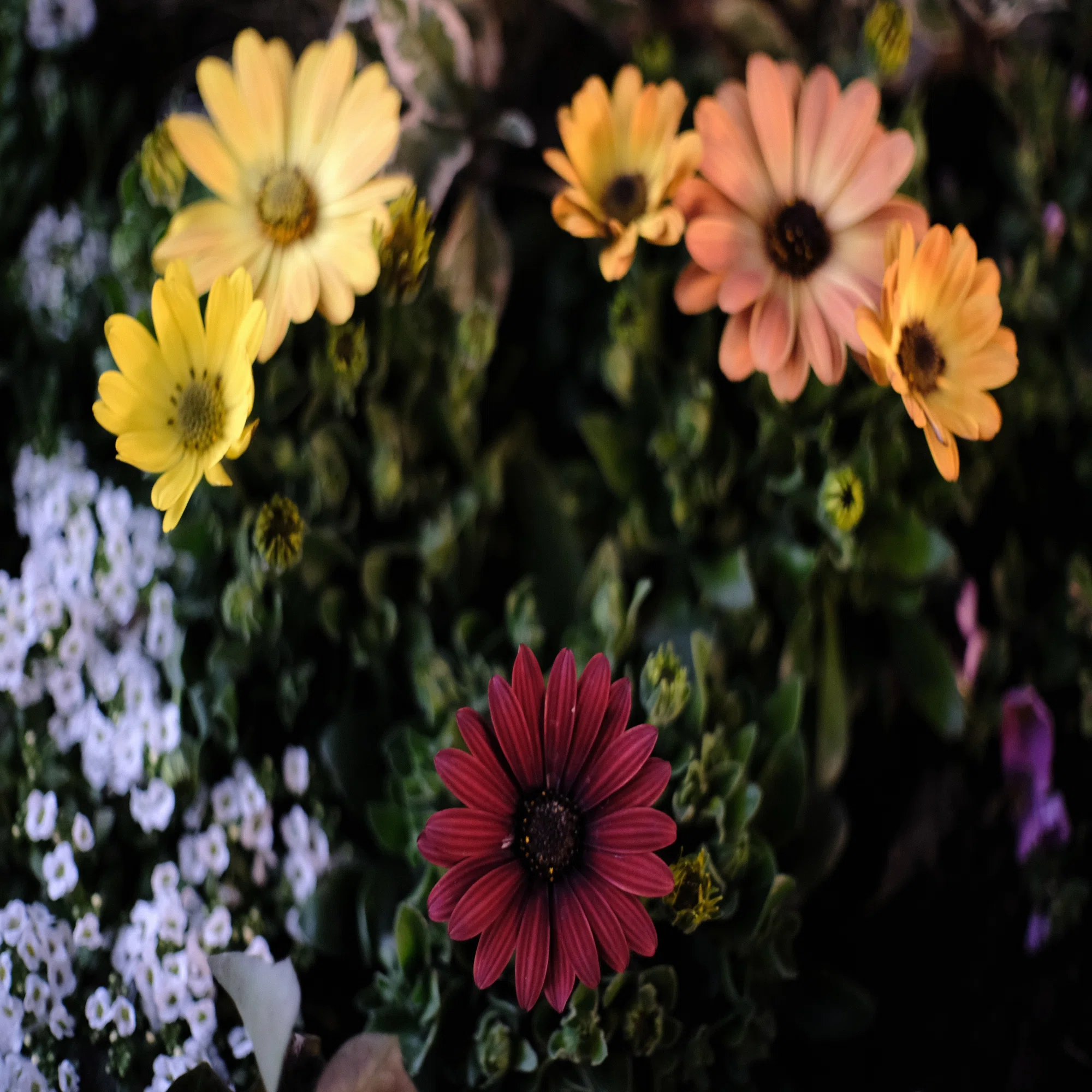 G.Zuiko Auto-S 40mmF1.4【Vol.1】（Camera : FUJIFILM X-E3）｜Genki