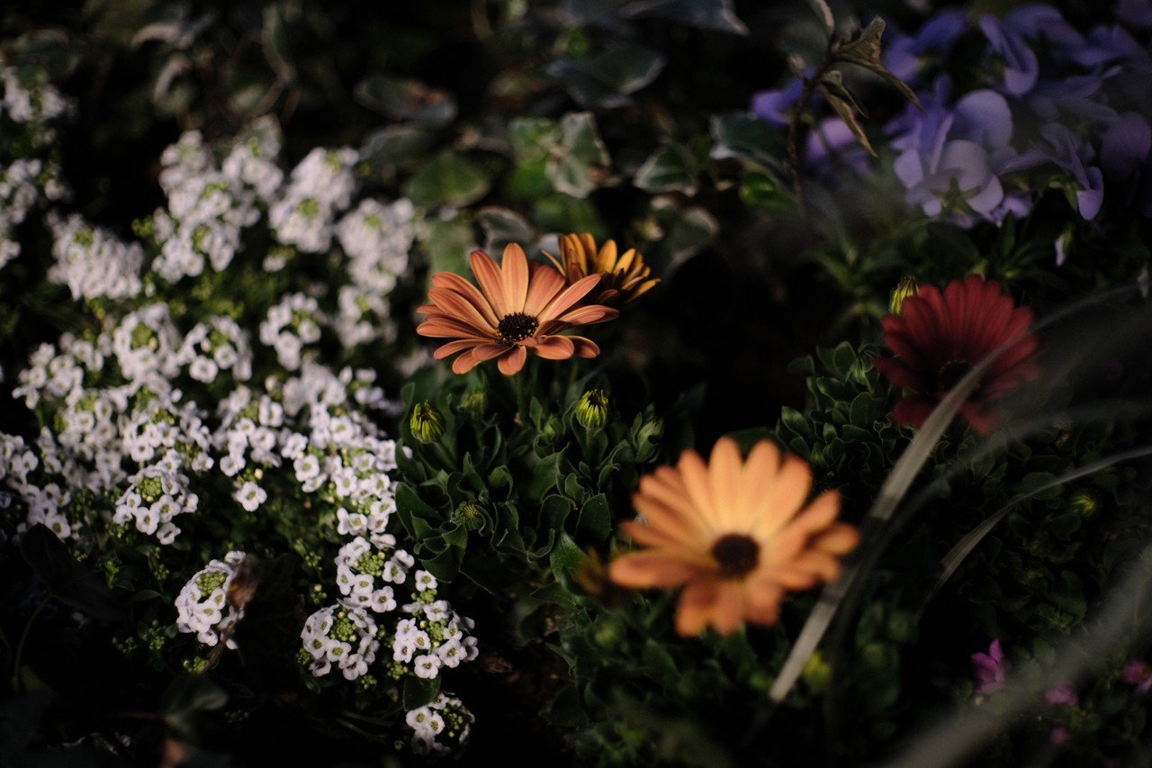 G.Zuiko Auto-S 40mmF1.4【Vol.1】（Camera : FUJIFILM X-E3）｜Genki  