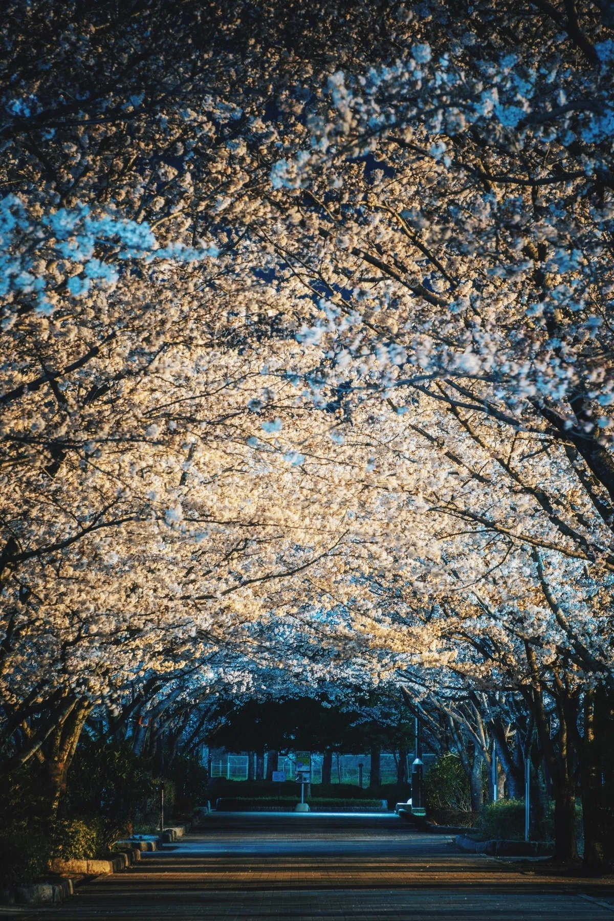画像49