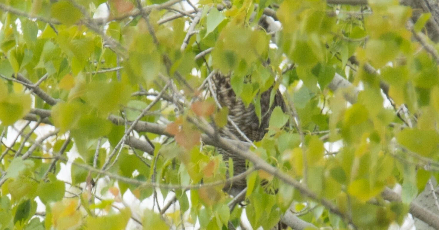オオカミとフクロウ　オオカミとうららの小さな押し花 オオカミとフクロウ◇うららの小さな押し花を/ノースリーブブラウス