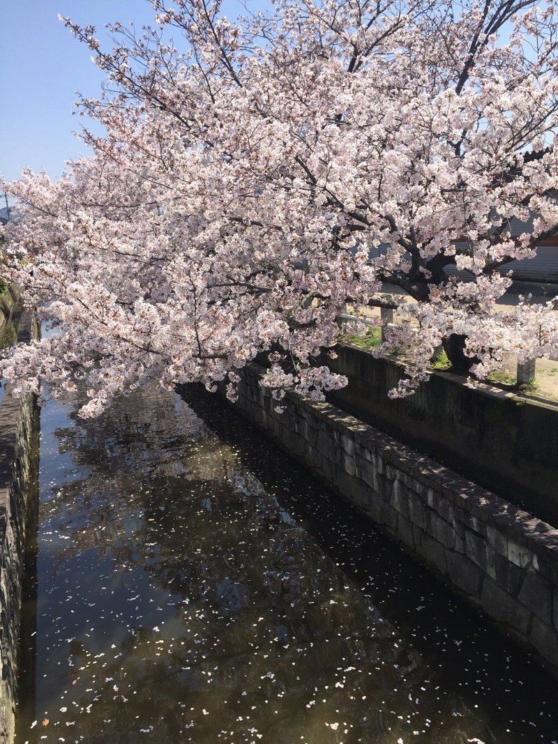 桜の花 咲く頃に ふわり ໒ ﾟ Note