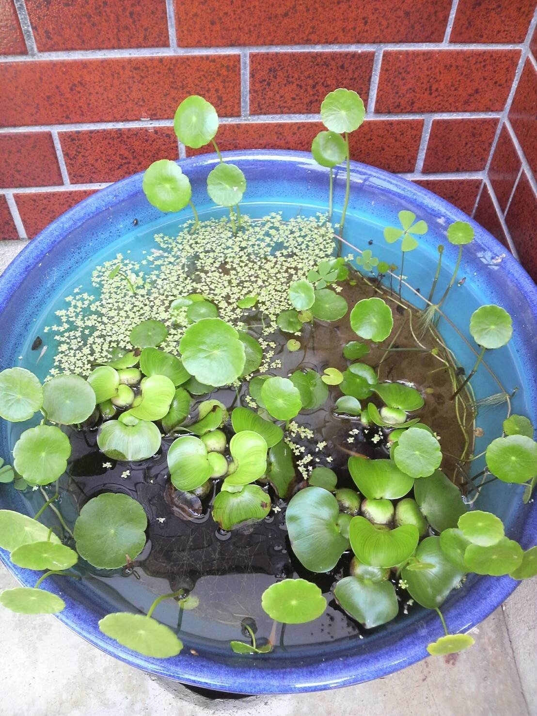 ベランダビオトープ開始 1 じょっこー Note ベランダビオトープ開始 1 じょっこー Note