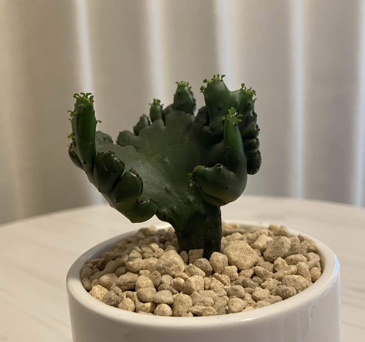 ぷくぷく多肉録 #8｜ユーフォルビア・レウコデンドロン 綴化｜ぬるぬる