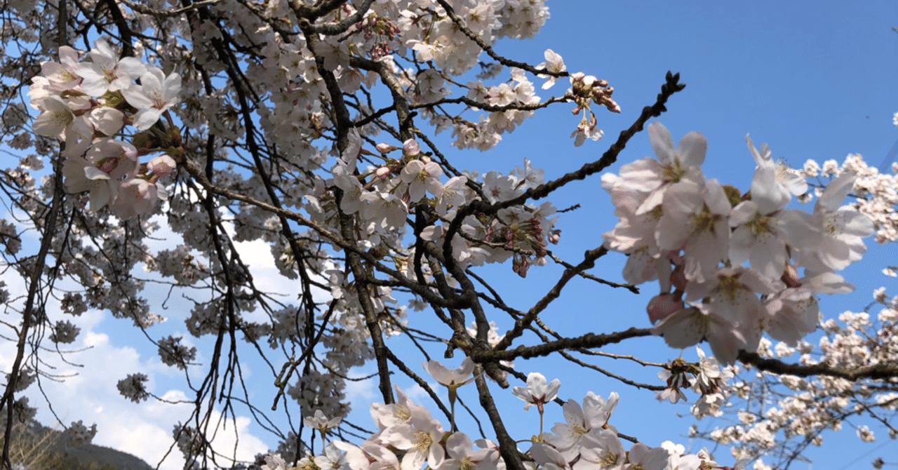 仙人みたいな人に出会う時には何かがある yukitan note