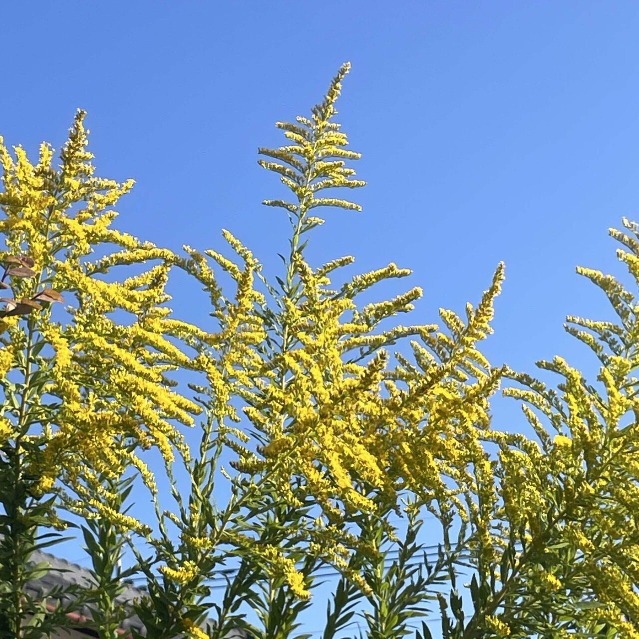 神の恵みの黄金のカーペット？セイタカアワダチソウ｜Happy