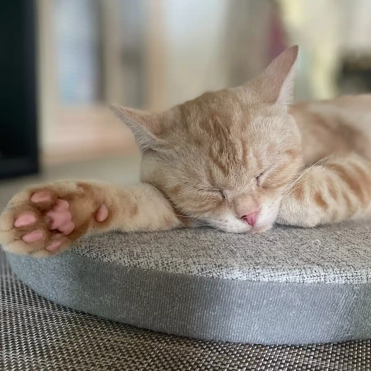 保護猫ふーさん