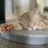 保護猫ふーさん