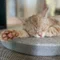 保護猫ふーさん