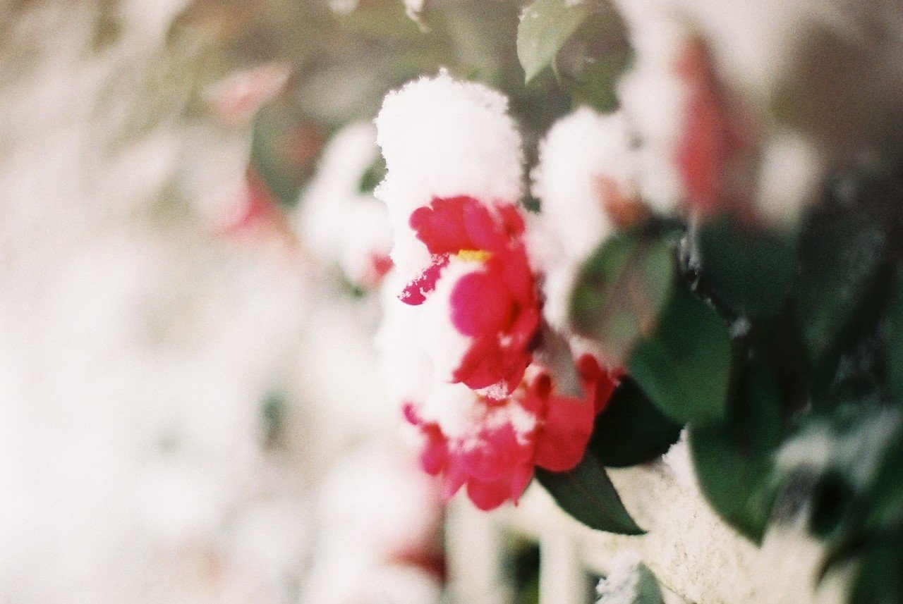 私の病室には椿を飾って 千鶴 Note