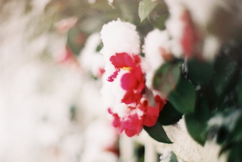 私の病室には椿を飾って 千鶴 Note