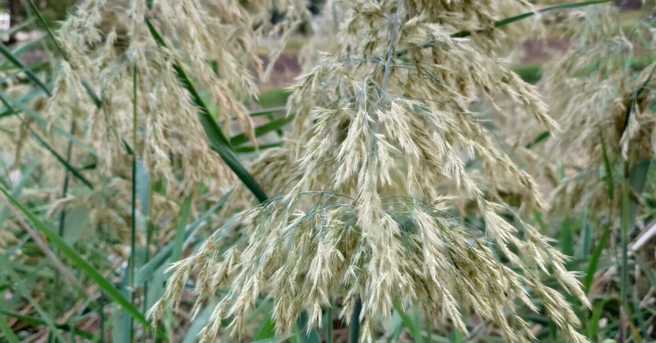 【花言葉】ヨシ=神の信頼｜大極貴人（たいきょくきじん）