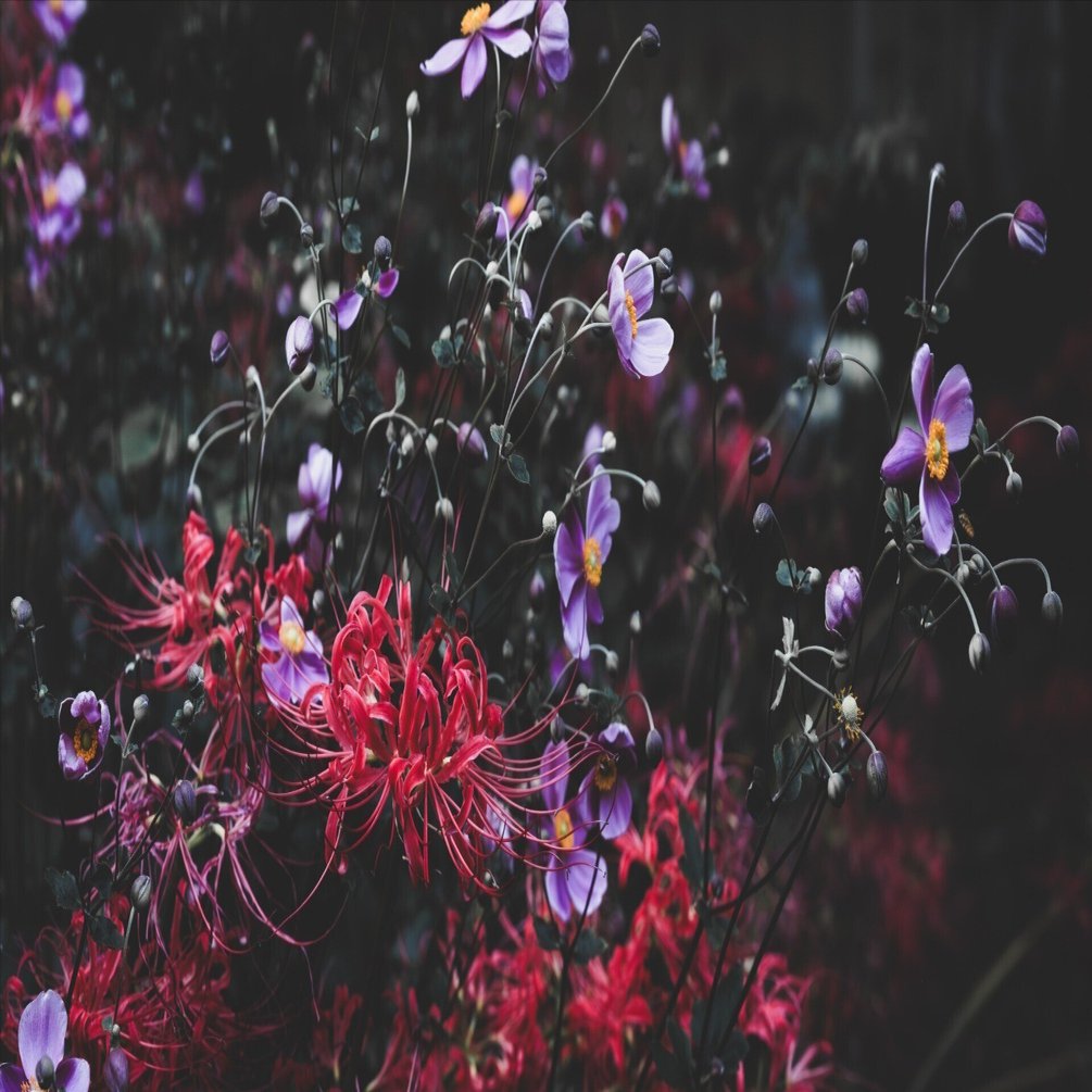 肉質画　【彼岸花】　金 Flower series 2025 Lycoris radiata〔red spider lily〕 彼岸花