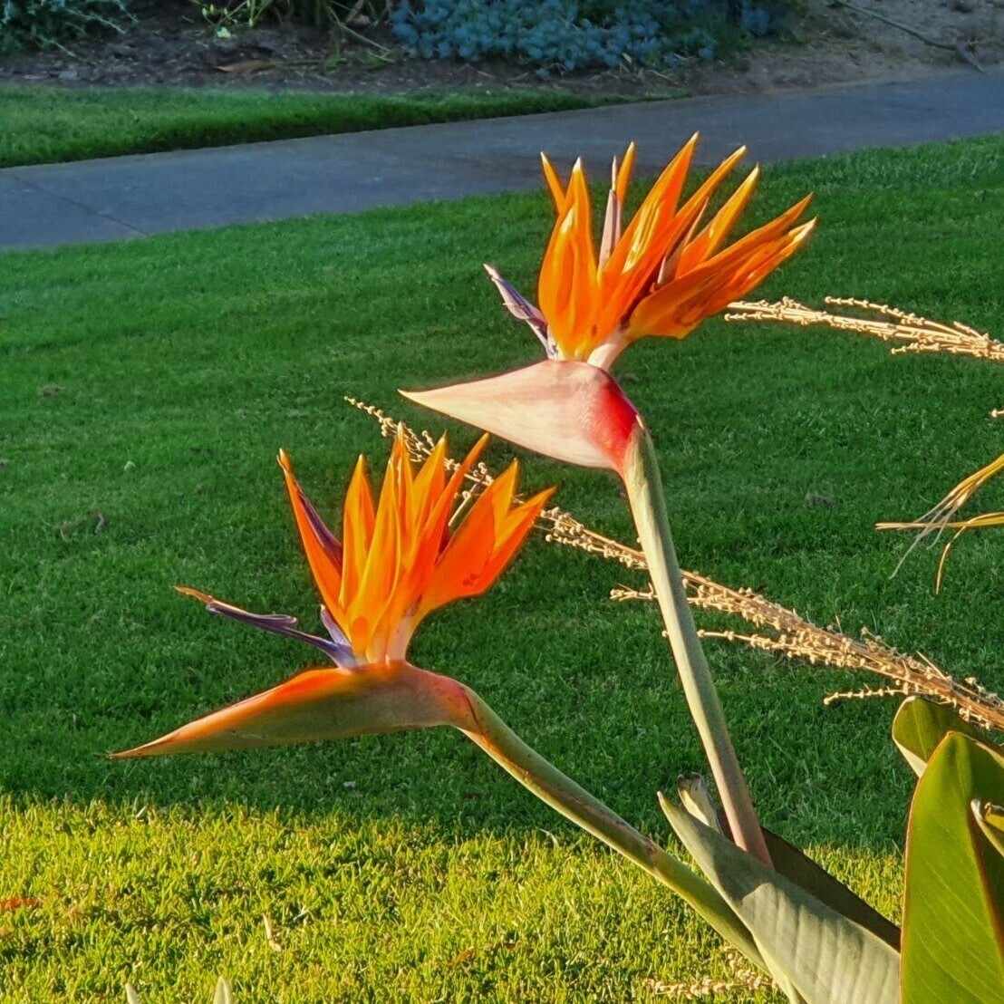 ストレリチア レギネ 〜 極楽鳥花 2｜Strelitzia