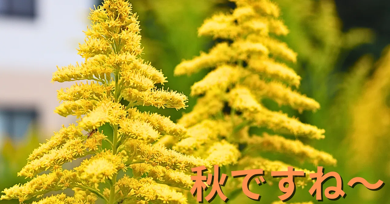 セイタカアワダチソウ｜岩手県立高田高等学校