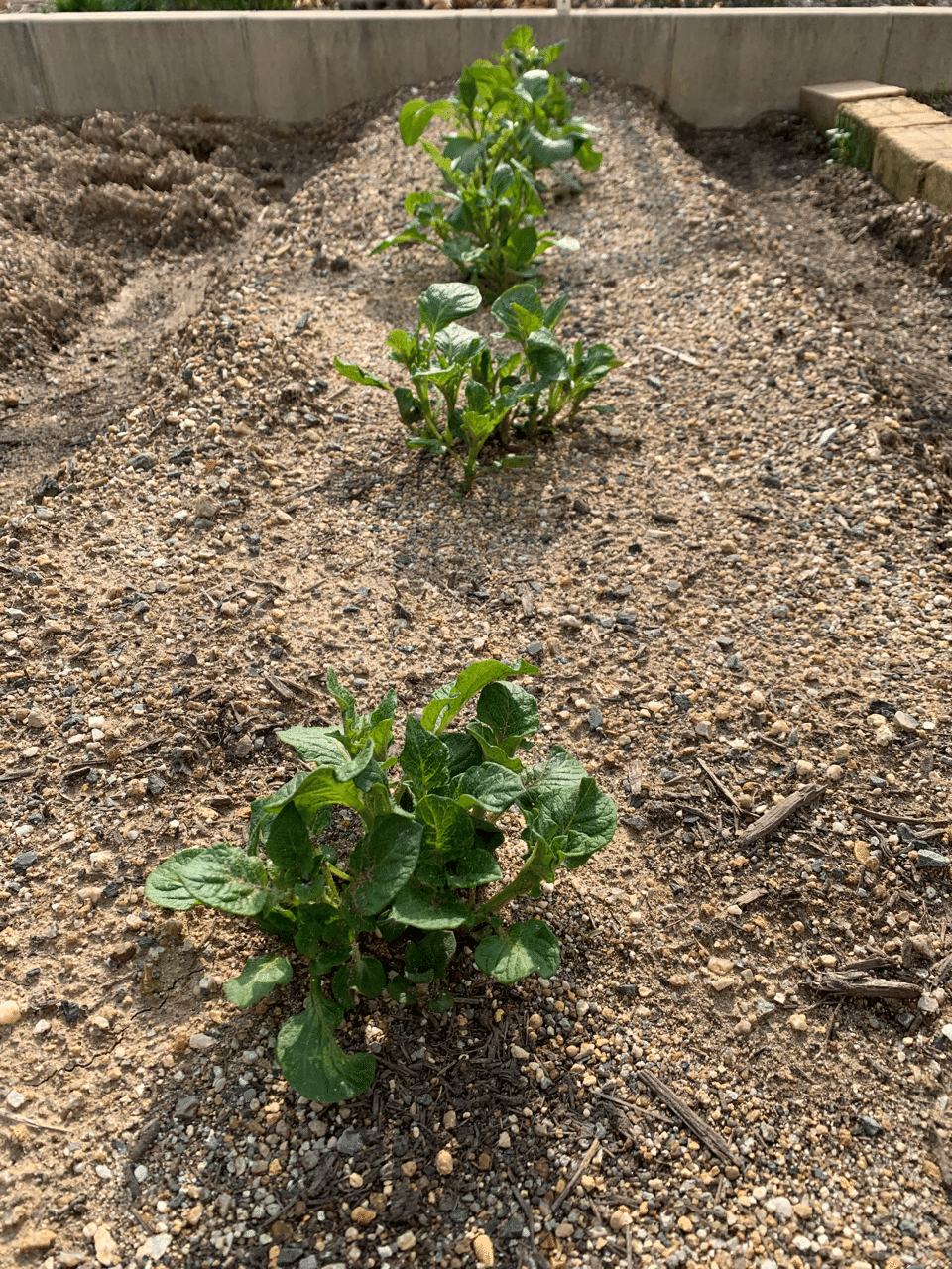 じゃがいも 芽かき Naoto Oki Note じゃがいも 芽かき Naoto Oki Note