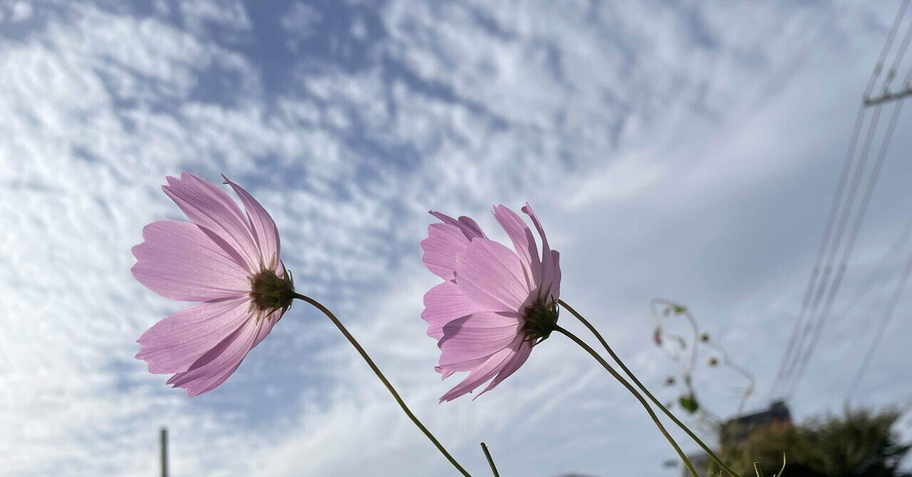 掛軸　富取風堂　「菊花」　本人サイン入り　日本画　箱付き　25.4.4−2 掛軸 富取風堂 「菊花」 本人サイン入り 日本画 箱付き 25.4.4−