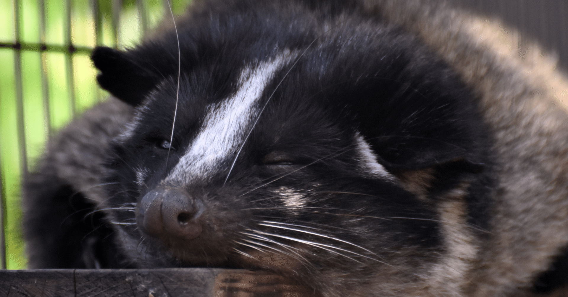 バリ島旅行記 その5：ウブドでしか味わえない！幻のジャコウネコ