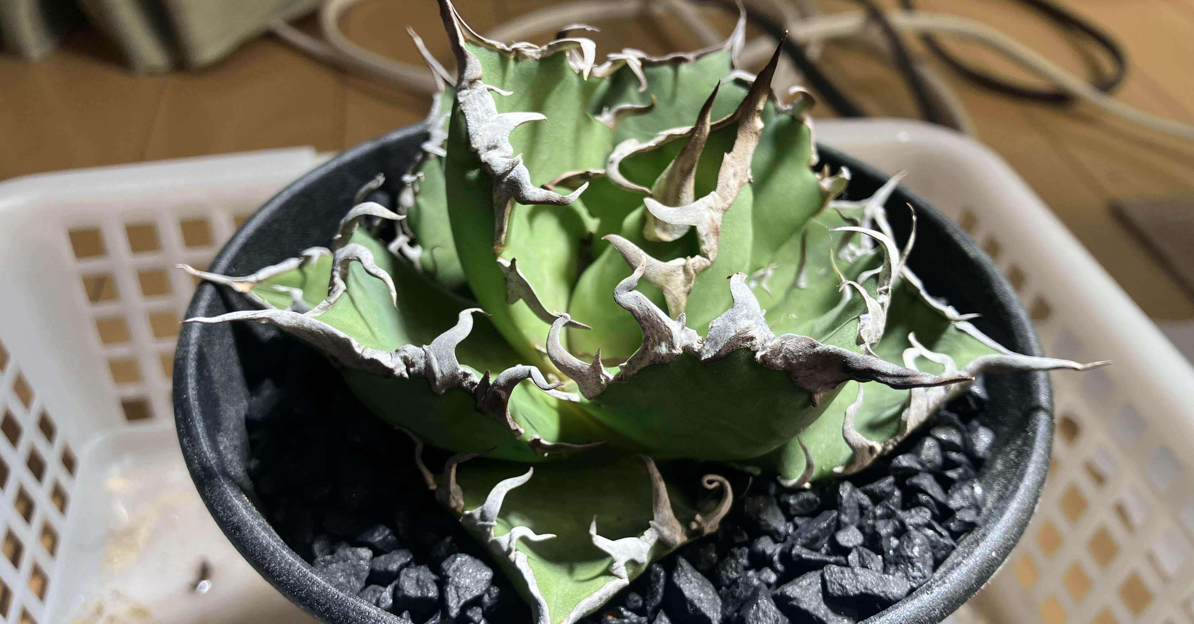 フォロワーの宇田さんからアガベシーザー頂きました！｜サキュビットくん