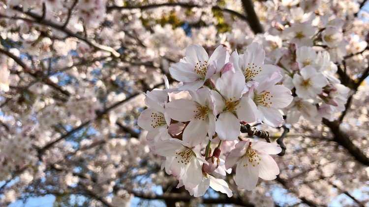 近所の神社の桜の木　すっかり満開を迎えました　そんな桜を楽しむ人の姿はほとんど見かけることがありません　そんな人が少ないこの場所で、こっそりと、じっくりと桜を独り占めして楽しむことに　今年はいつもは見過ごしていたような、身近な場所を見つめ直してはいかがですか　思いがけず穴場スポットを見つけることができるかも