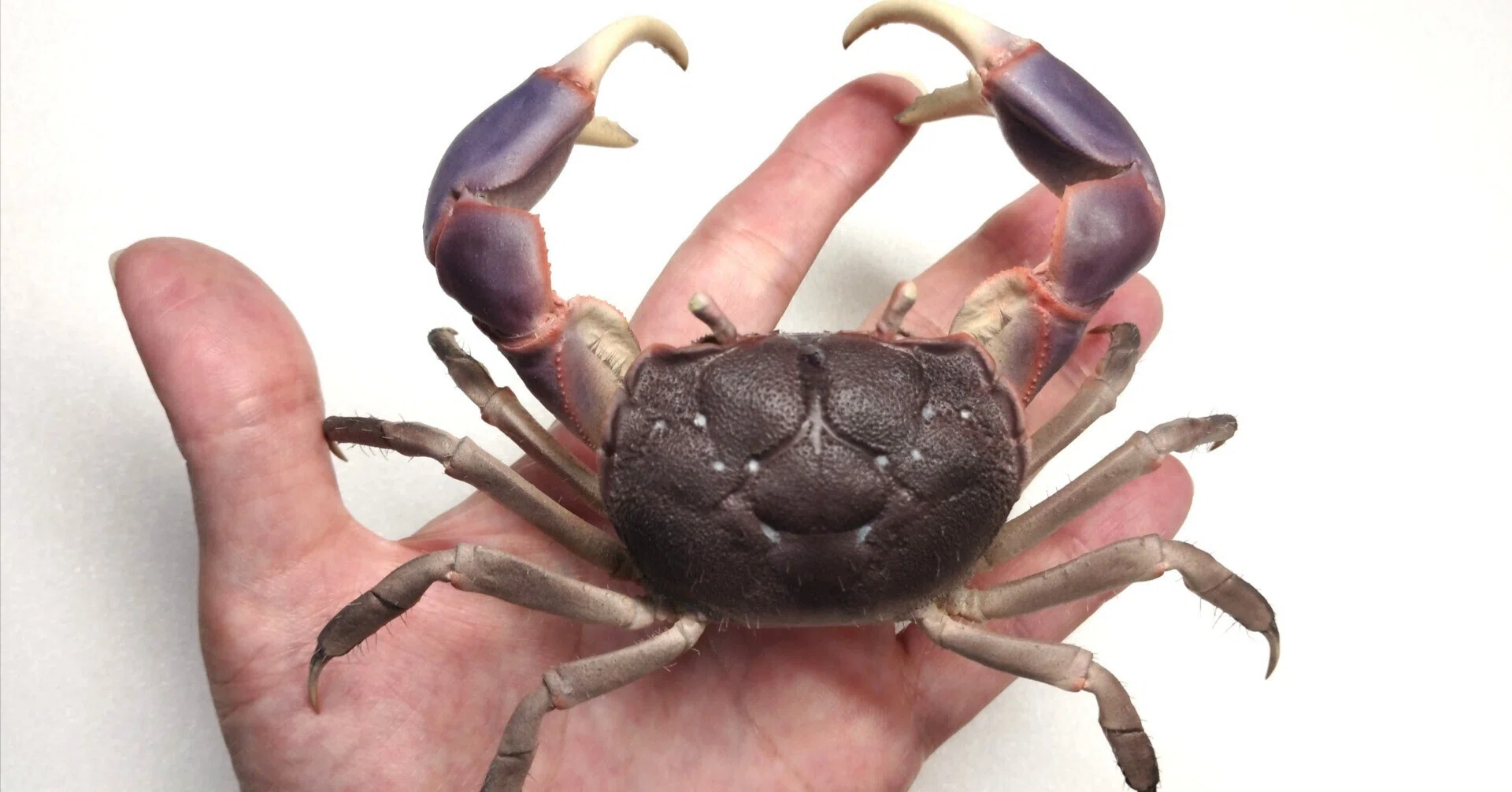 I tried making a taxidermy of a Japanese marsh crab｜魚道部
