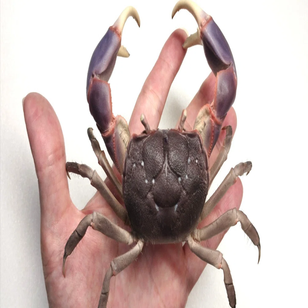 yEncase - Taurillon Lagoon / 縫製なき構造体 I tried making a taxidermy of a Japanese marsh crab｜魚道部