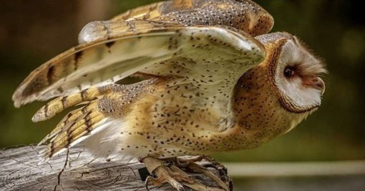 フクロウのふりかえり 年4月 澤野雅之 Note