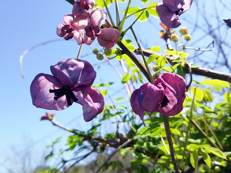 アケビの花2