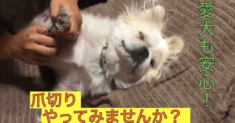 爪切りやってみませんか ドッグライフサポーター 獅子パパ Note