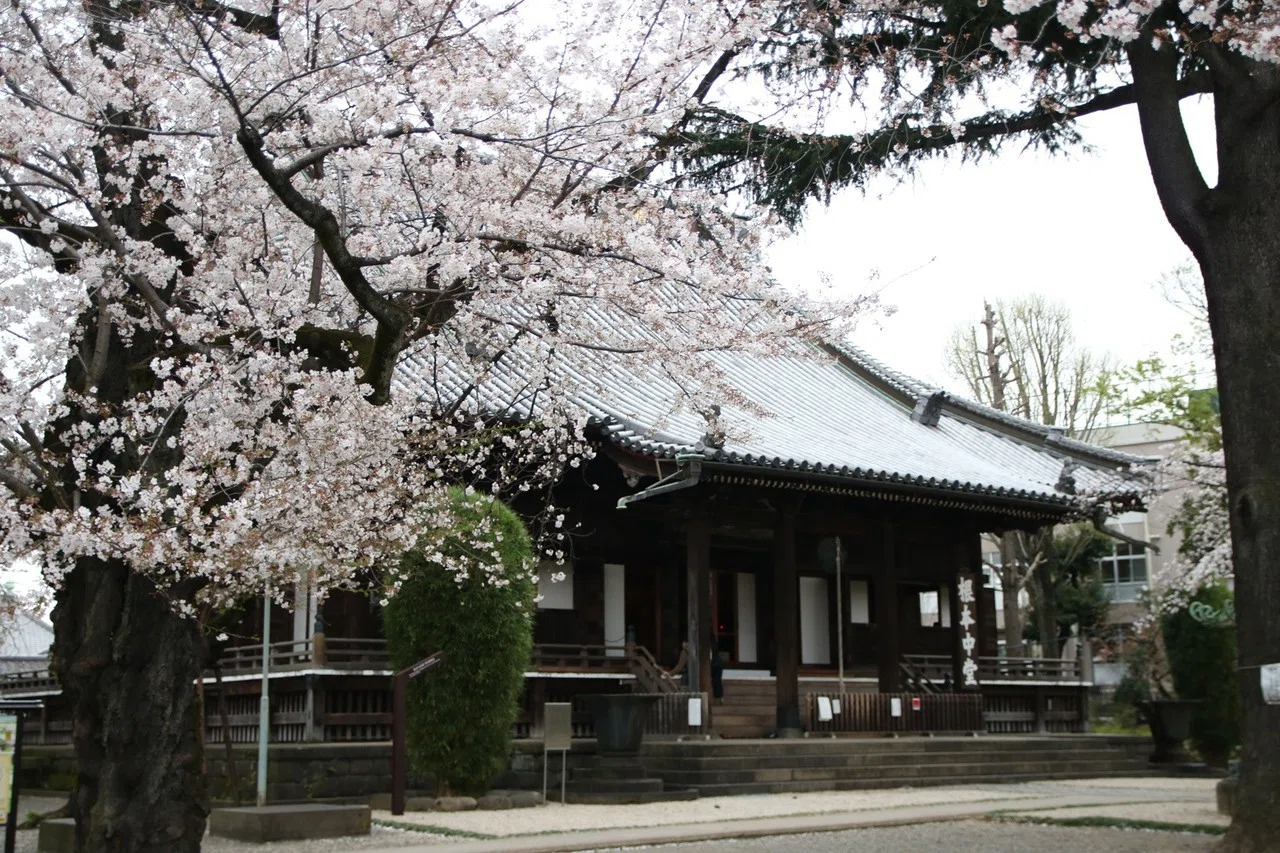 上野桜木「東叡山寛永寺 根本中堂」｜鈴木マイ