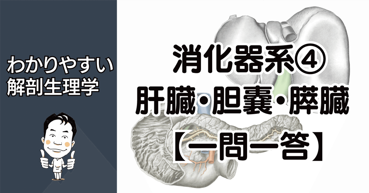 岡嶋解剖学 岡嶋解剖学 - 杏林書院