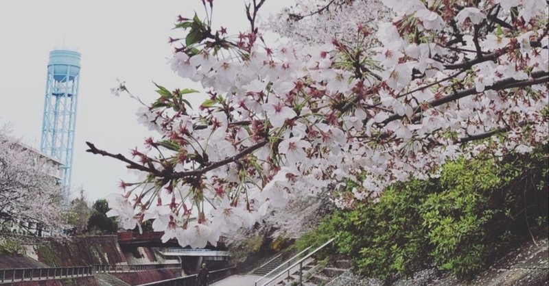 桜と日々