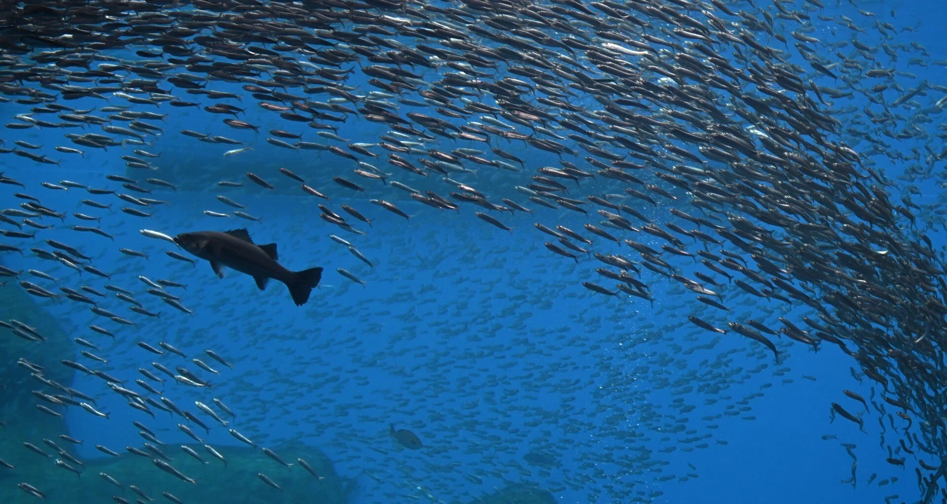 Nikon Z50IIと水族館 - 2026-06｜山ネズミ｜note