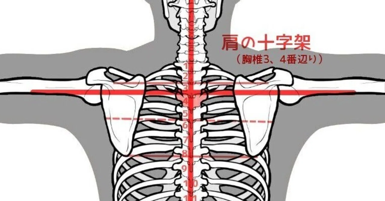 肩の十字架を透かす|ボディーワーカー iliopsoasの🍊の覚悟