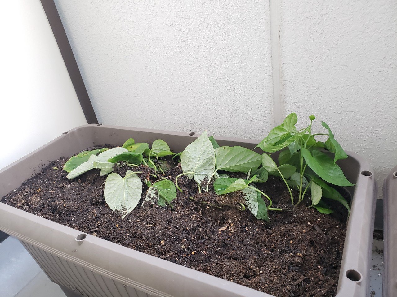 育てた ベランダでさつまいも栽培はじめました 渡邊さゆり Note 育てた ベランダでさつまいも栽培はじめました 渡邊さゆり Note