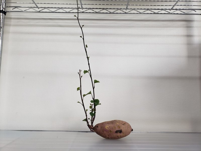 育てた ベランダでさつまいも栽培はじめました 渡邊さゆり Note