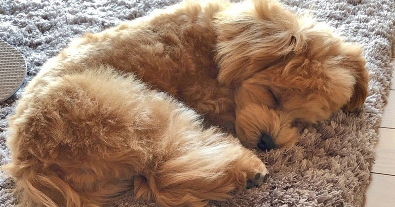 ぐんぐん大きくなるよ 犬の行動の成長のステージ Y I Dog Academy Note