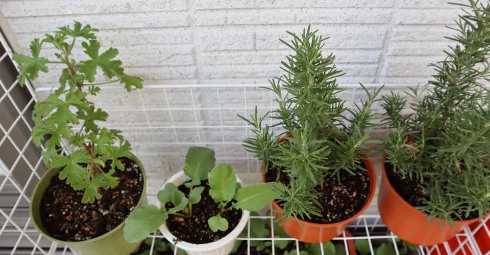 プランターで育てるハーブと野菜 さくらだ Note